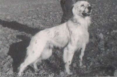 Setter Anglais EMILIAE DALY Setter Anglais EMILIAE DALY